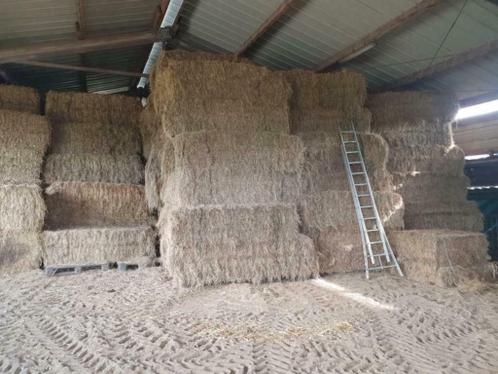 a vendre foin extra 2021 qualité pour les chevaux a vendre foin extra 2021 qualité pour les chevaux