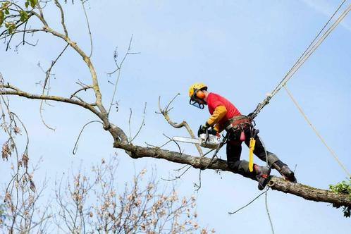 snoeien van bomen vellen van bomen Gratis offerte stihl, Jardin & Terrasse, Plantes | Arbres, Enlèvement