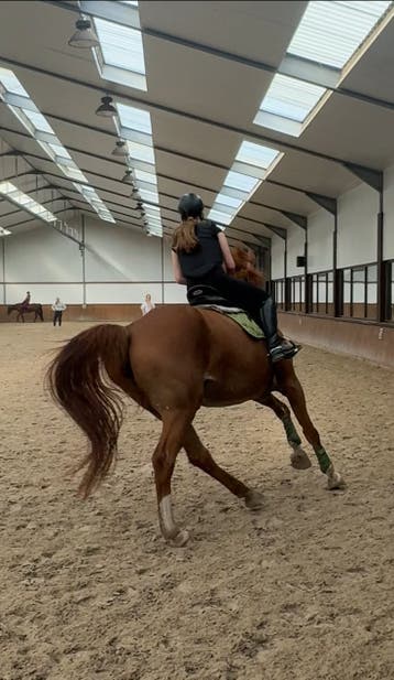GEZOCHT: Halve stal / leaspaard
