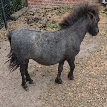 Pony te koop