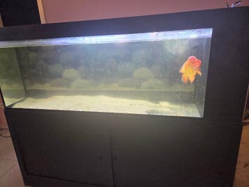 Aquarium met vis te koop