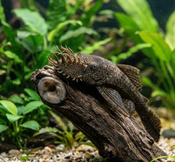 ancistrus Common + Longfin - Gratis af te halen