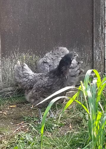 2 legkippen