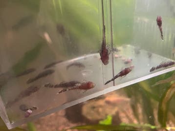 Baby-ruitenkuisertjes (borstelneus, ancistrus)