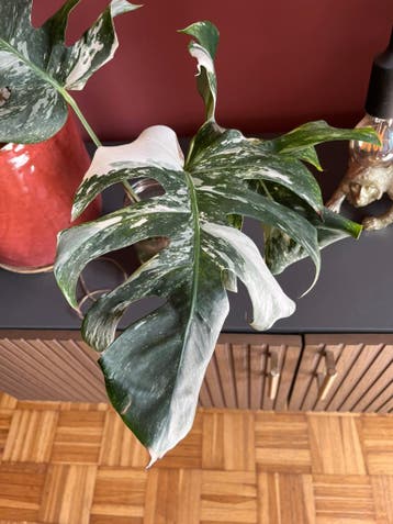 Twee stekjes Monstera variegata