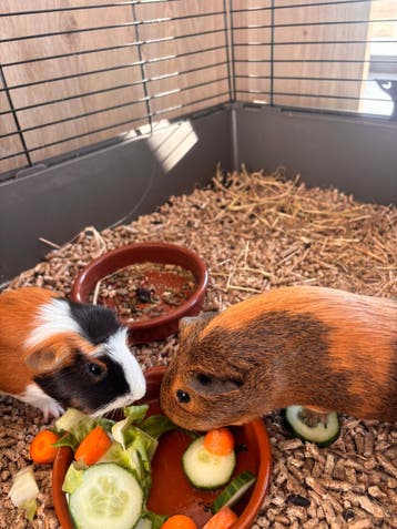 2 zeugjes zoeken nieuwe thuis