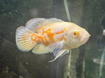 Oscar