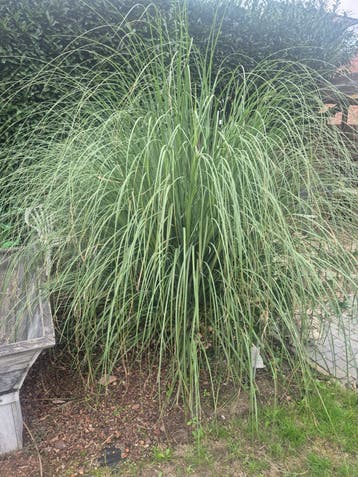 z planten gratis af te halen