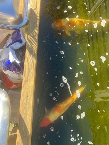 Koi’s