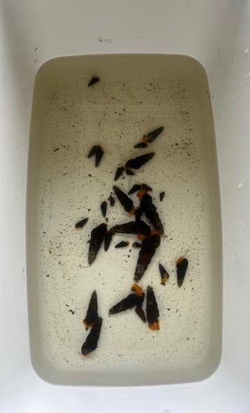 Tylomelania slakken