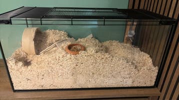 gerbil met alle accessoires gratis weg.