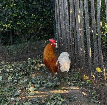 Geelwitgepelde Haan, friese hoen, geringd raszuiver