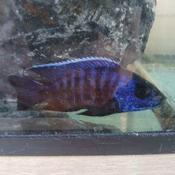 Malawi chichlide