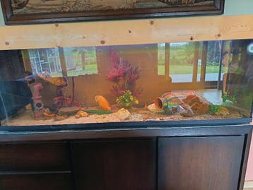 Gratis aquarium