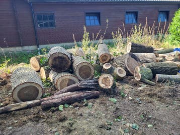 boomstam brandhout