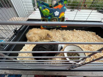 Gratis koppel cavia met kooi