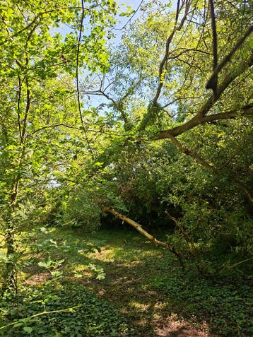 bomen vellen voor het hout