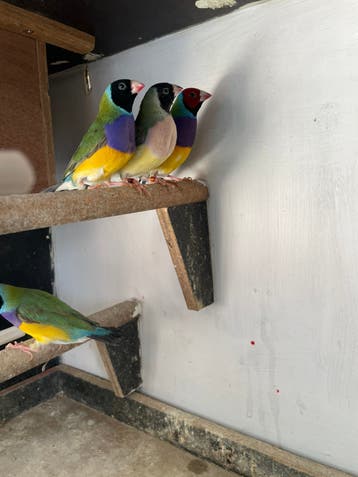 Gouldamadines