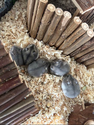 Dwerg hamsters ( gratis )