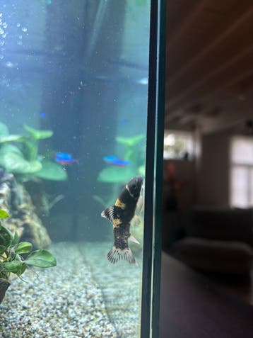 Gratis ter adoptie: Panda Garra