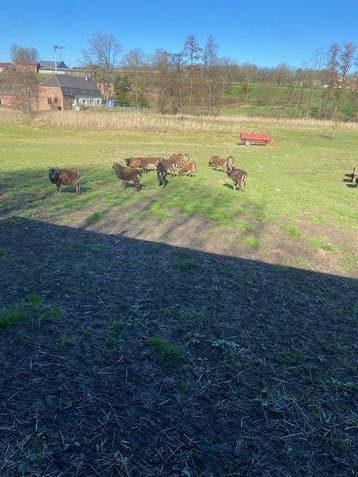 Soay schapen gratis bokjes