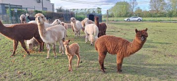 Alpaca wol - gratis