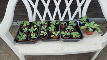 Mother of Thousend plantjes