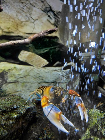 Gratis aquariumkreeft met compleet Juwel-aquarium
