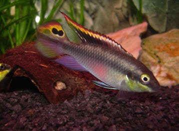 2 kersenbuiken cichlide