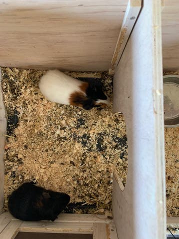 Cavia