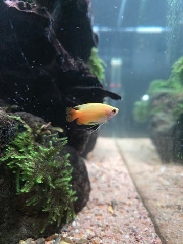 Gratis Honing Goerami en Corydoras Leuven