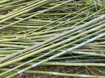 Bamboo