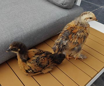 Twee kuikens - 30 dagen oud - op zoek naar een warm nest
