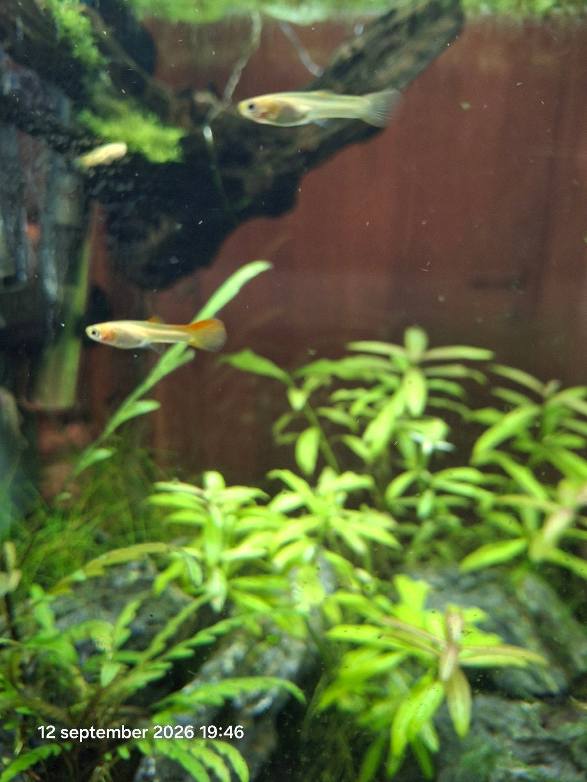 guppy jonkies oranje en geel
