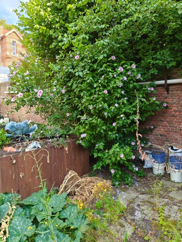 Gratis Roze Hibiscus struik