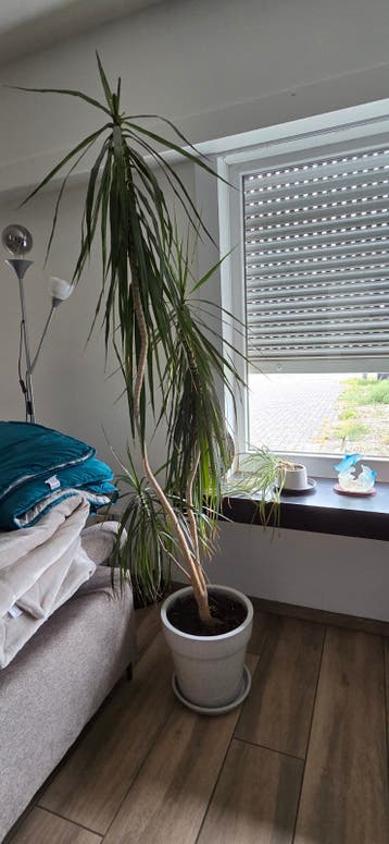 2 kamerplanten