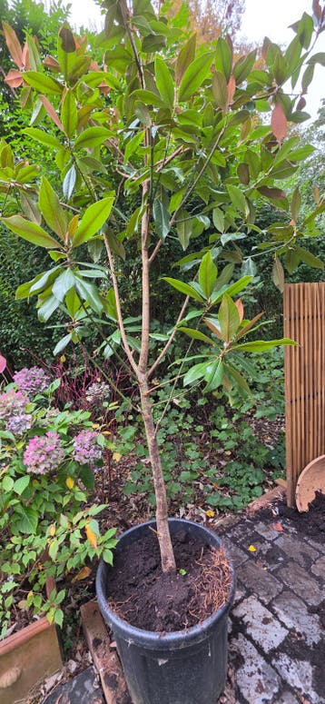 Magnolia Grandiflora GRATIS