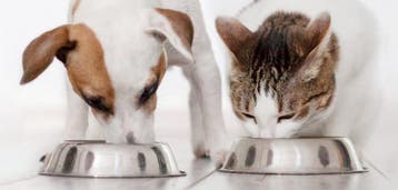 katten en honden eten geven/wandelen als je niet thuis bent