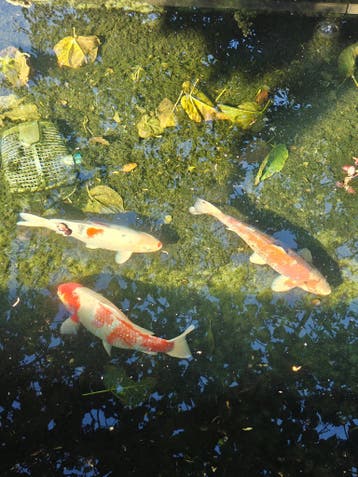 Koi karpers