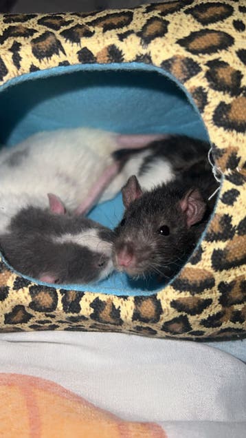 3 ratjes. GRATIS