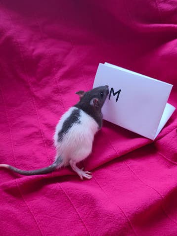 8 jonge tamme sierratten – 4 mannetjes en 4 vrouwtjes