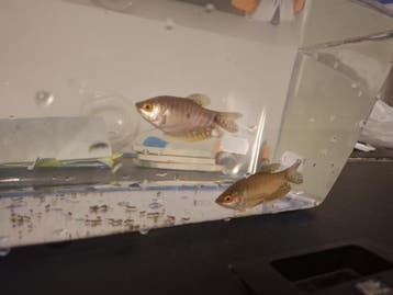 2 gourami’s gratis af te halen – Antwerpen