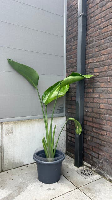 Strelitzia nicolai stek