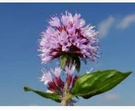 Mentha aquatica, watermunt, palingkruid, GRATIS
