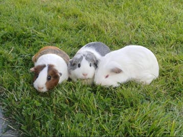 Cavia gratis