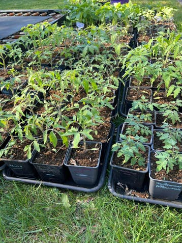 Tomatenplantjes goed afgehard en ingeworteld