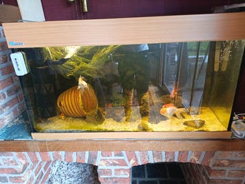Gratis aquarium