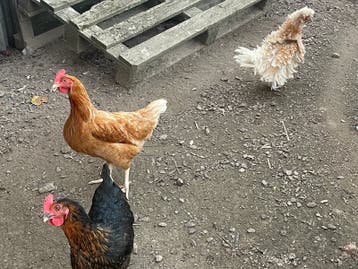 4 gezonde kippen gratis af te halen