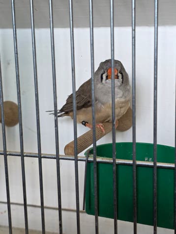 Australische zebravink