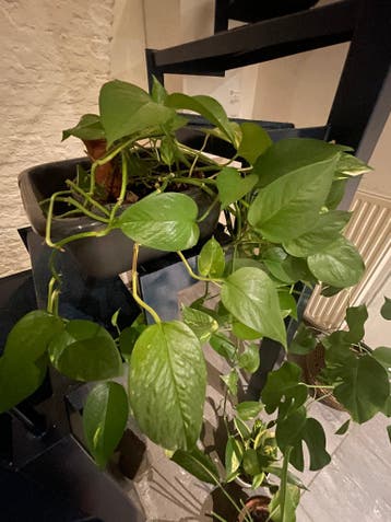 Kamerplanten